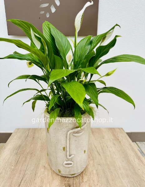 con Spathiphyllum