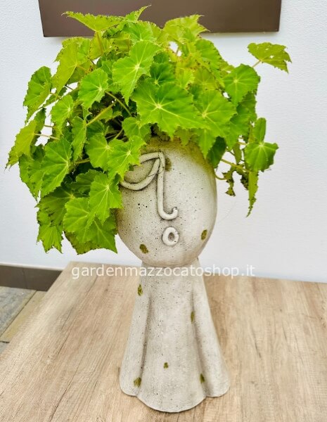 con Begonia Beleaf