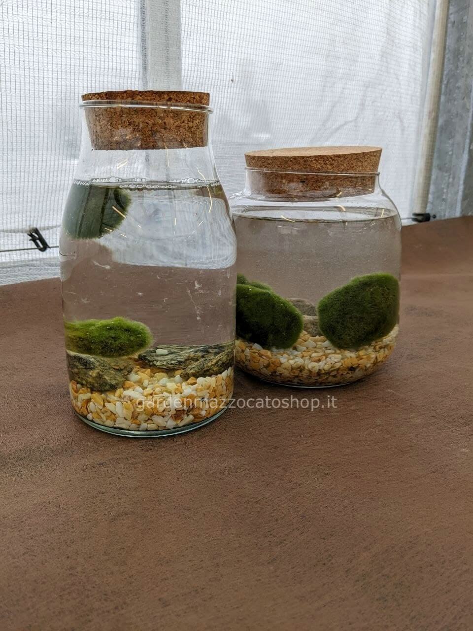 Marimo o Alga Palla Giapponese misura piccola » Fiorista a Feltre per  acquisto online e consegna domicilio di fiori e piante a Feltre.