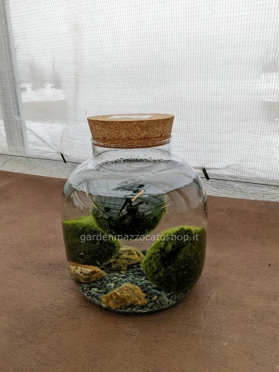 Marimo o Alga Palla Giapponese misura grande » Fiorista a Feltre per  acquisto online e consegna domicilio di fiori e piante a Feltre.